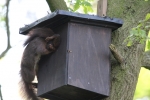 Eichhorn_Vogelkasten_1_web640.jpg