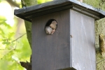 Eichhorn_Vogelkasten_2web640.jpg