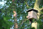 Eichhorn_Vogelkasten_web640.jpg