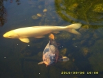 Koi-Karpfen_1-web.jpg