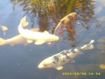 Koi-Karpfen-web.jpg