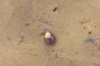 SH100019_1.JPG