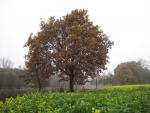 Herbstimpressionen 2009