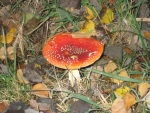 Herbstimpressionen 2009