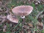 Herbstimpressionen 2009