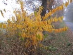 Herbstimpressionen 2009