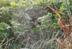 Herbstimpressionen 2009