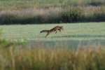 Fuchs bei der Jagd in der Walchumer Marsch: Patrick Weinert