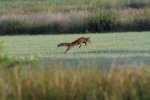 Fuchs web