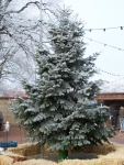 Weihnachten_2010-web_39.jpg